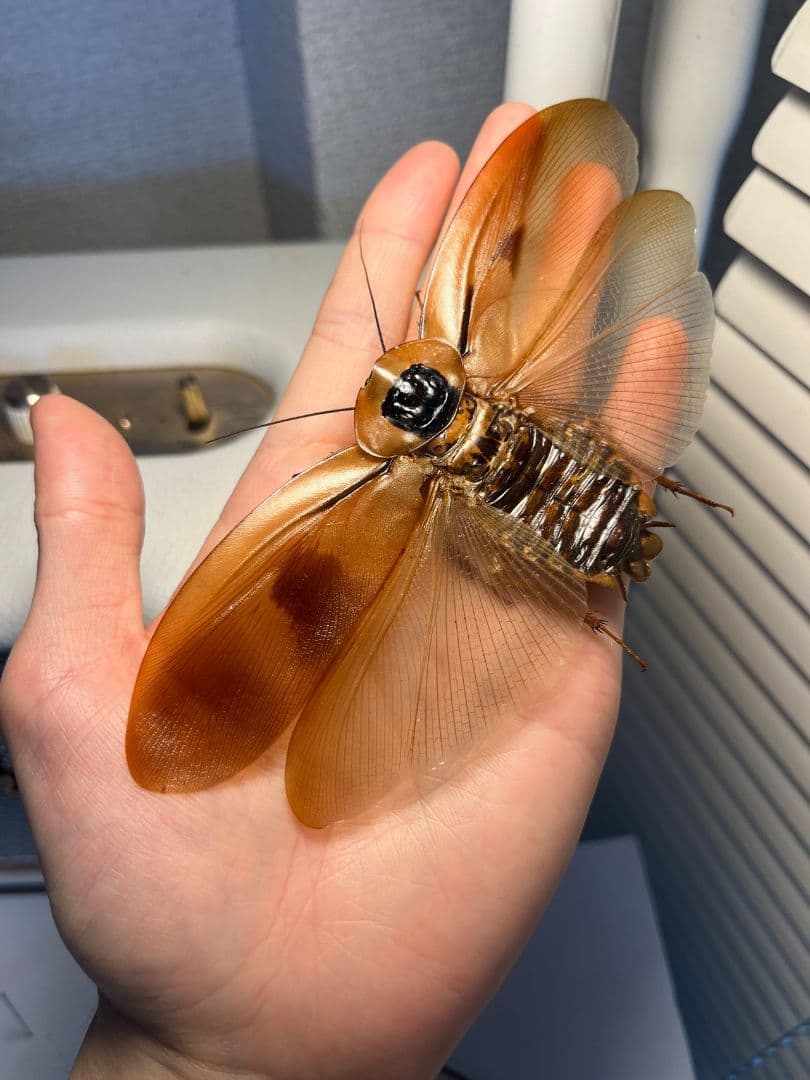 蜚開翅】ブラベルスギガンテウス ゴキブリの標本 レッドローチデュビア