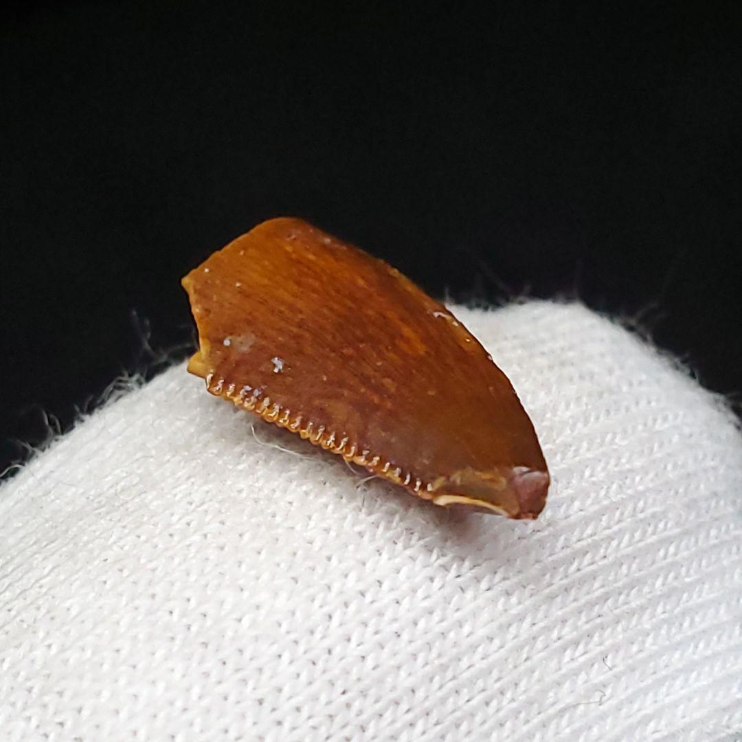 美品 ラプトル 化石 歯 恐竜 本物 ケース付き 14.05mm fra22