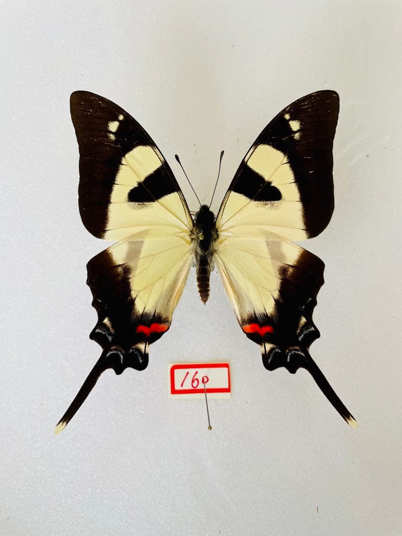 パルナシウス・アッコ・ホロハオアエ（中国甘粛省祁連山、オス）