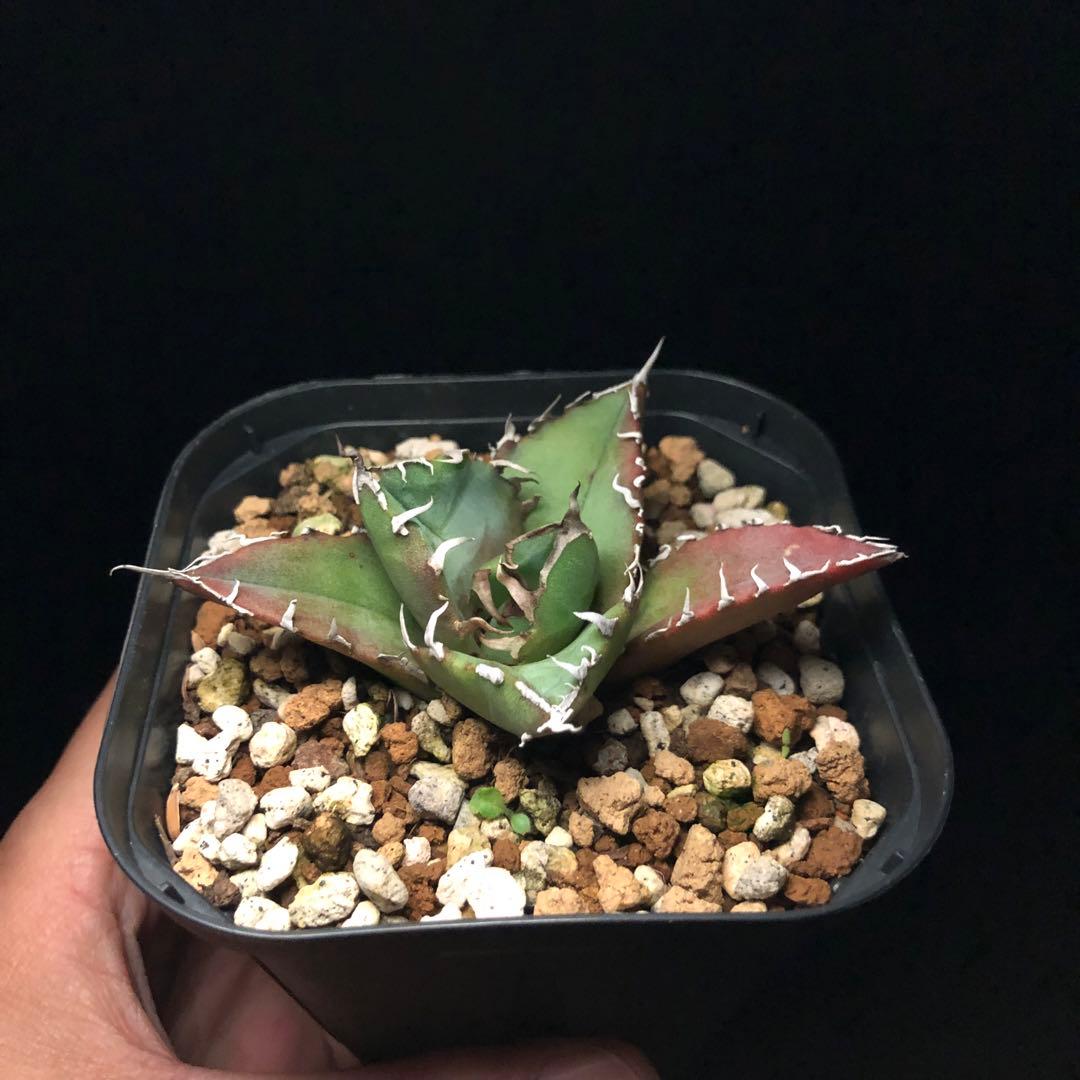 M-プロフ必読様專用