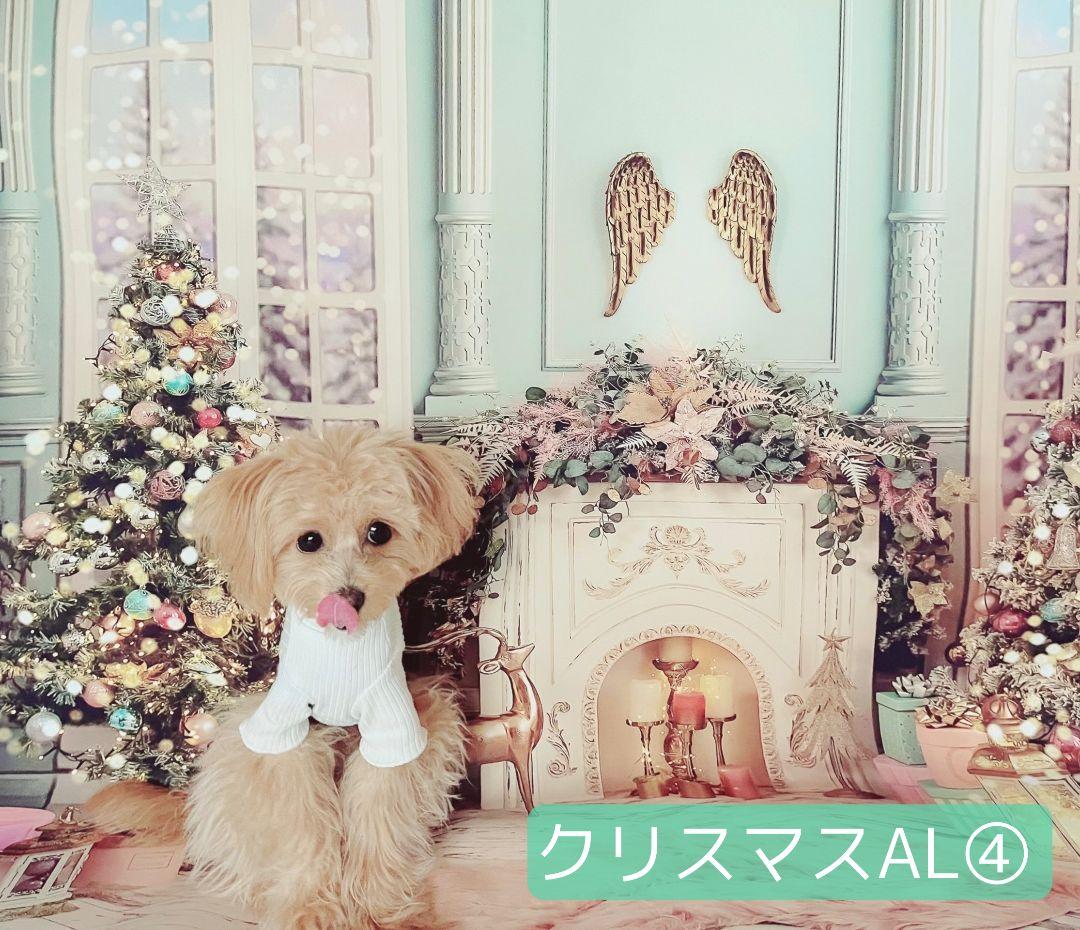 背景布【 クリスマスAI 】サンプル ペット撮影用 トリミングチョーカー