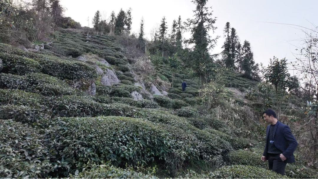 2025年 中国茶 緑茶 恩施玉露 50g