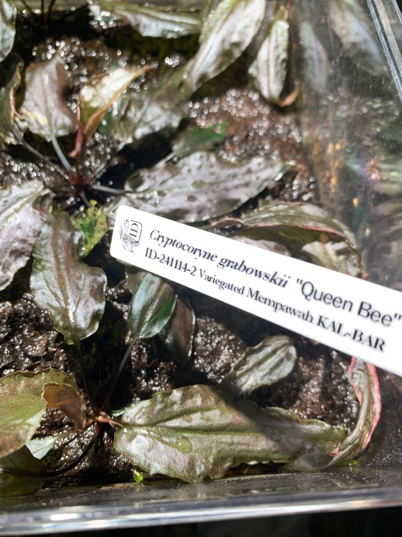 Cryptocoryne grabowskii Queen Bee クリプト