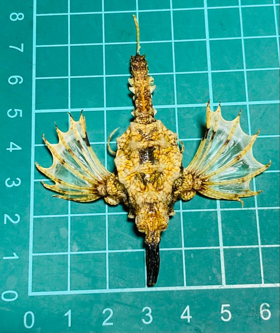 ウミテング 乾燥標本① 海 魚 レア 標本