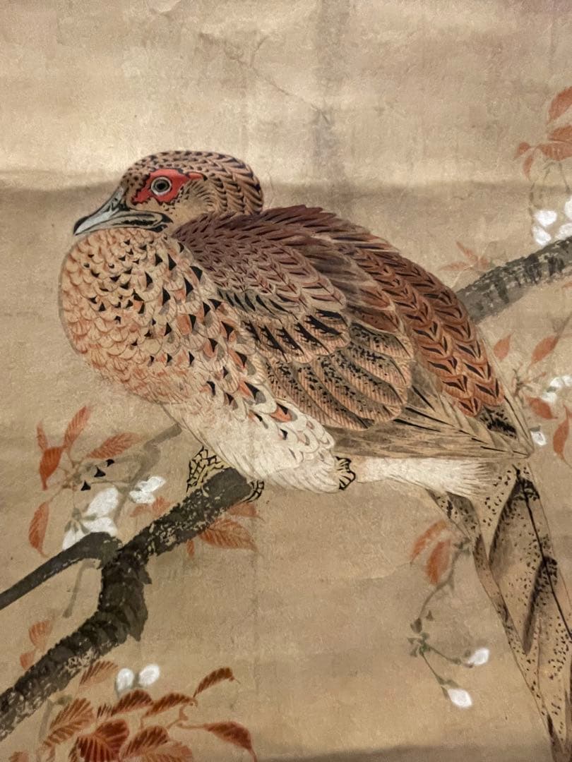 松村景文　山桜ニ山鳥　掛軸　紙本　江戸時代