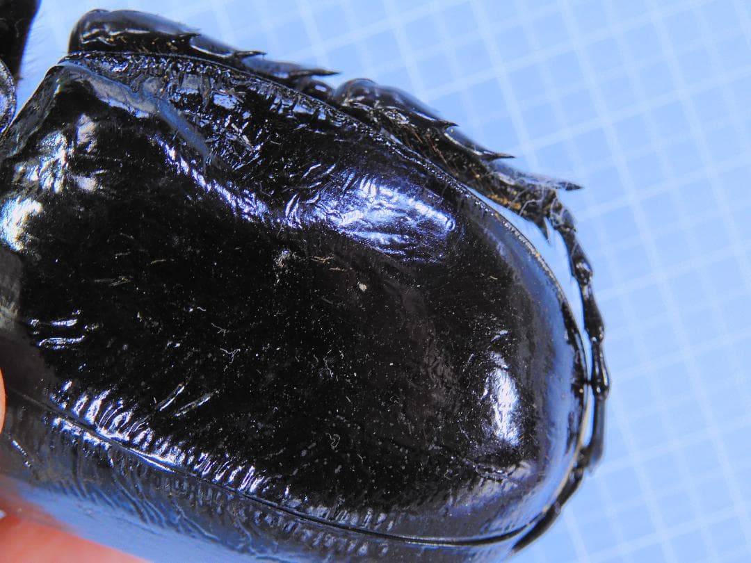 あ*あ様 ペルー産マルスゾウカブト 110mm