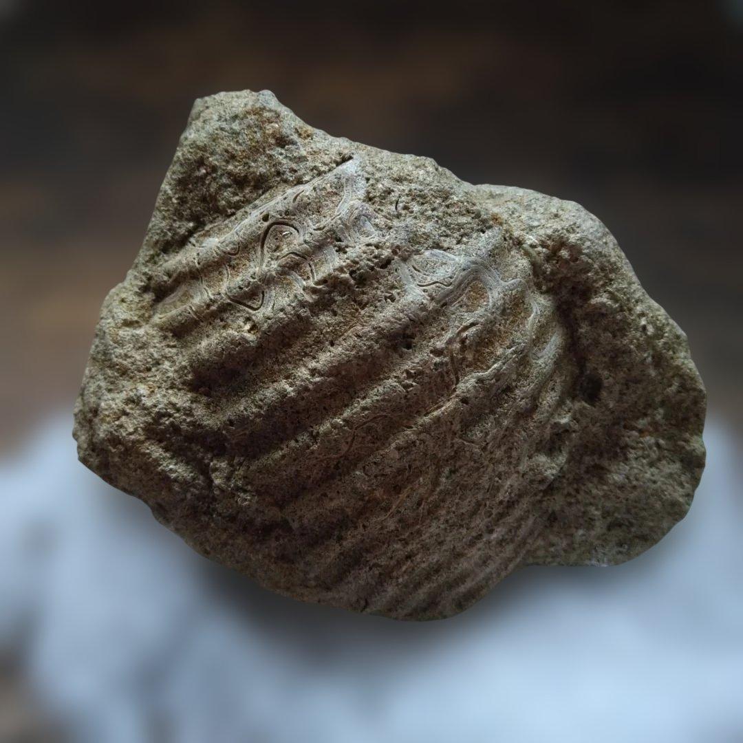 美術 デッサン用 コレクション 極美品 ハヤミア・レックス 化石 Amazon.co.jp: レゴ(LEGO) 恐竜の化石 T-レックス 76968 国内正規品