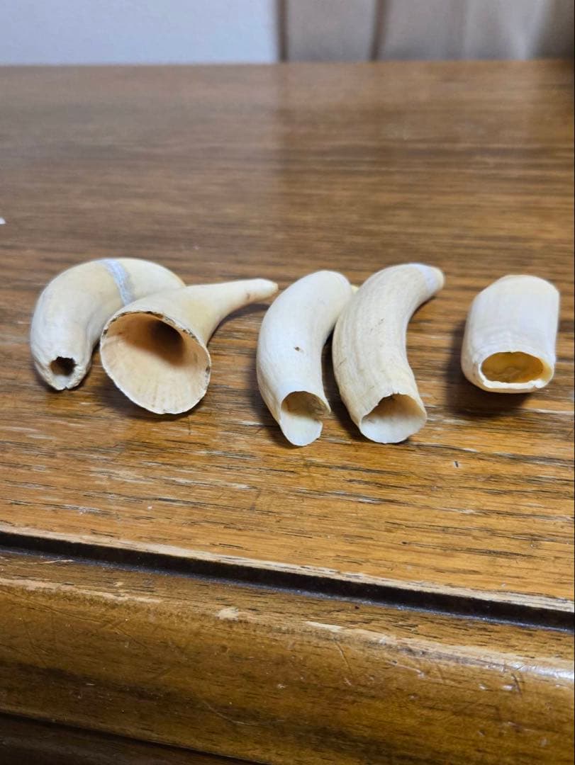 マッコウクジラの歯