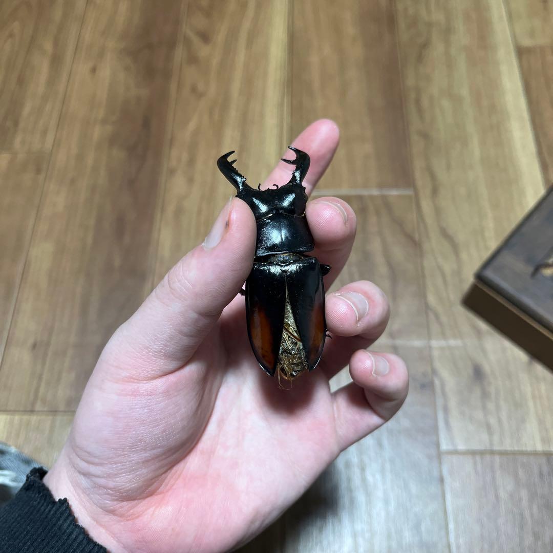 YAMATO2520超珍品‼️アンドレアス エロンガトゥス