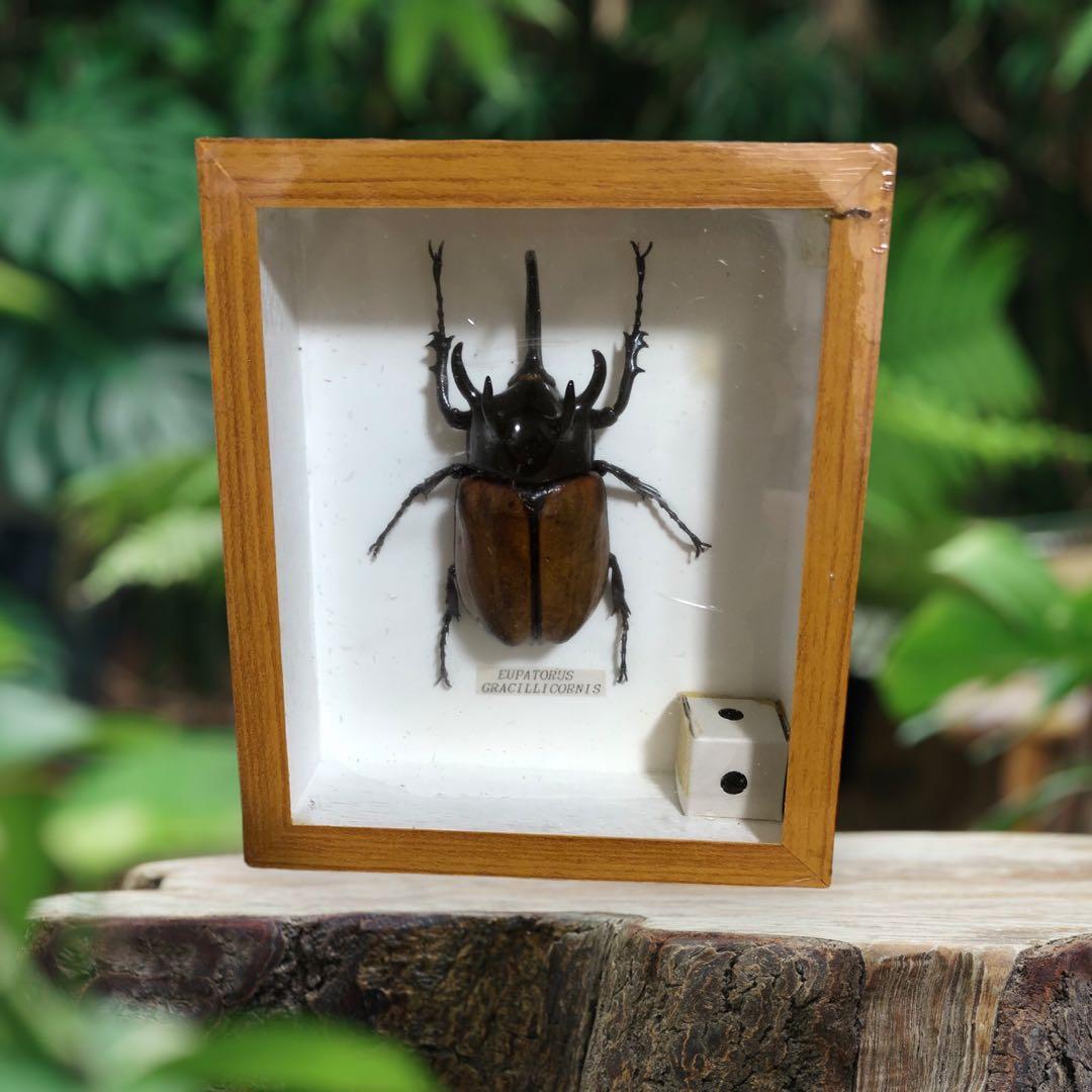 ゴホンツノカブトムシ 標本 - メルカリ