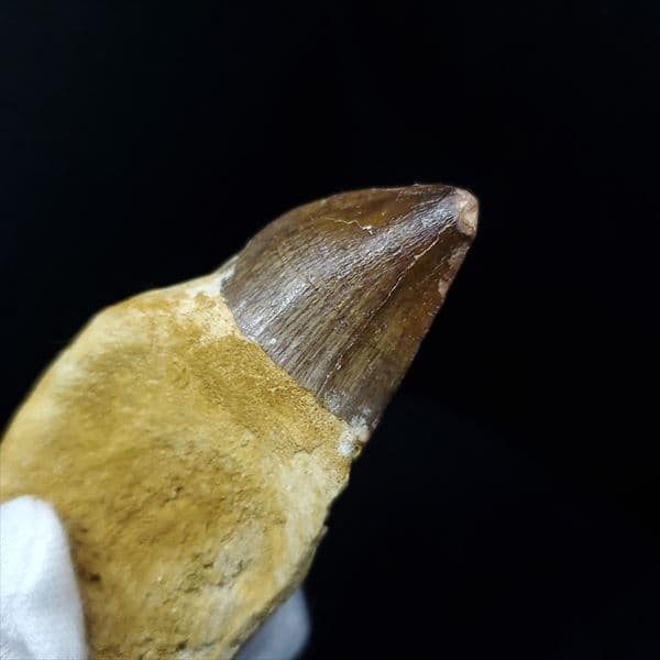 歯根付き モササウルス 化石 歯 本物 モロッコ産 77.26mm mos28