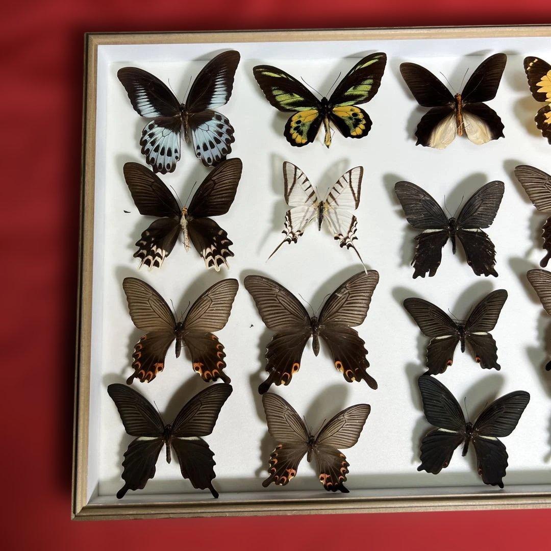 希少蝶標本ドイツガラス木箱現状品のみ41x50x6cm