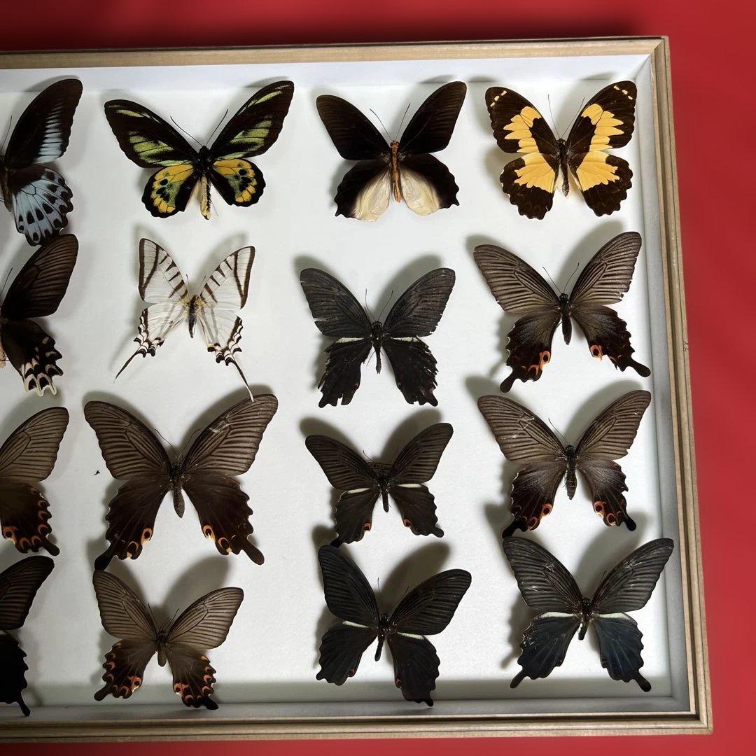 希少蝶標本ドイツガラス木箱現状品のみ41x50x6cm