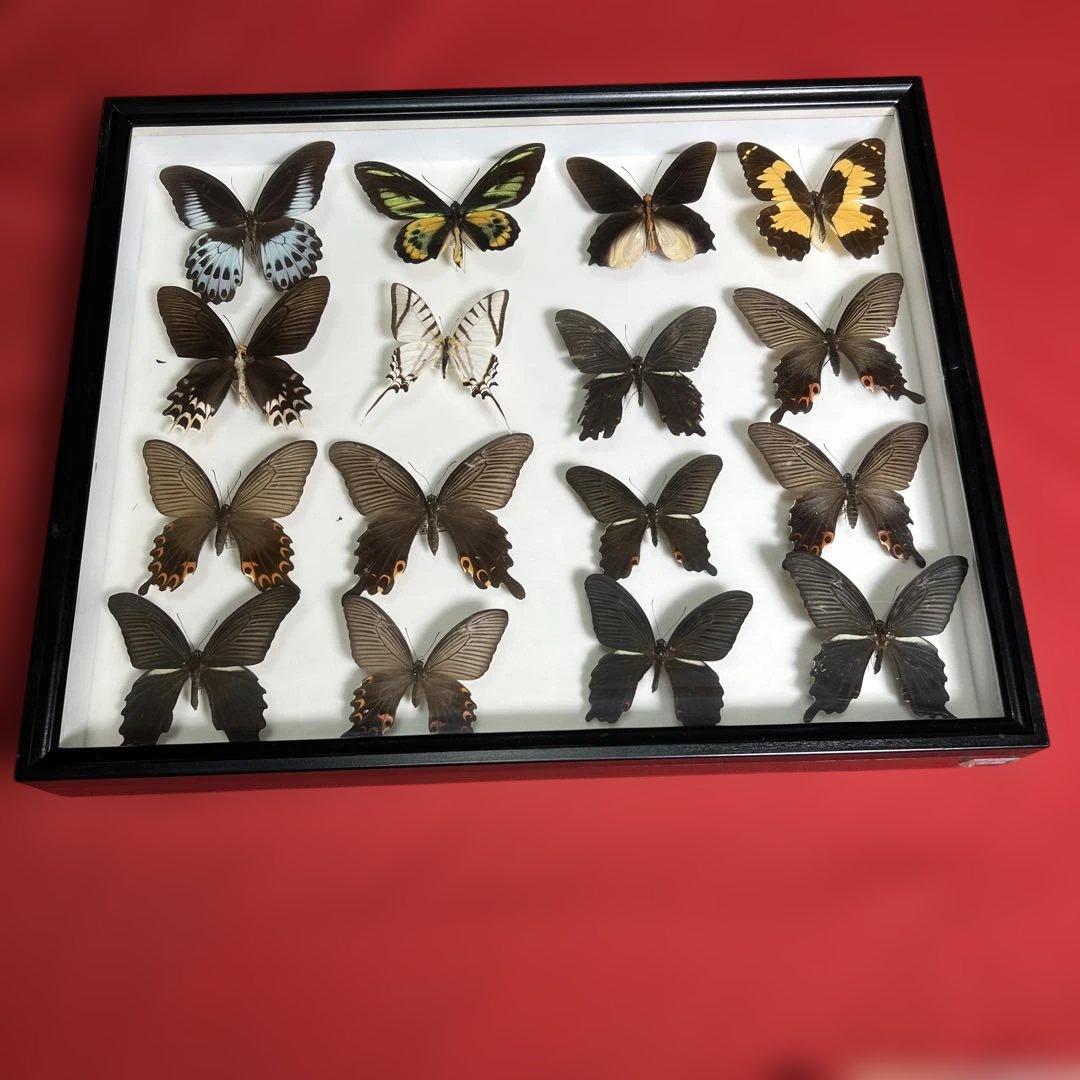希少蝶標本ドイツガラス木箱現状品のみ41x50x6cm