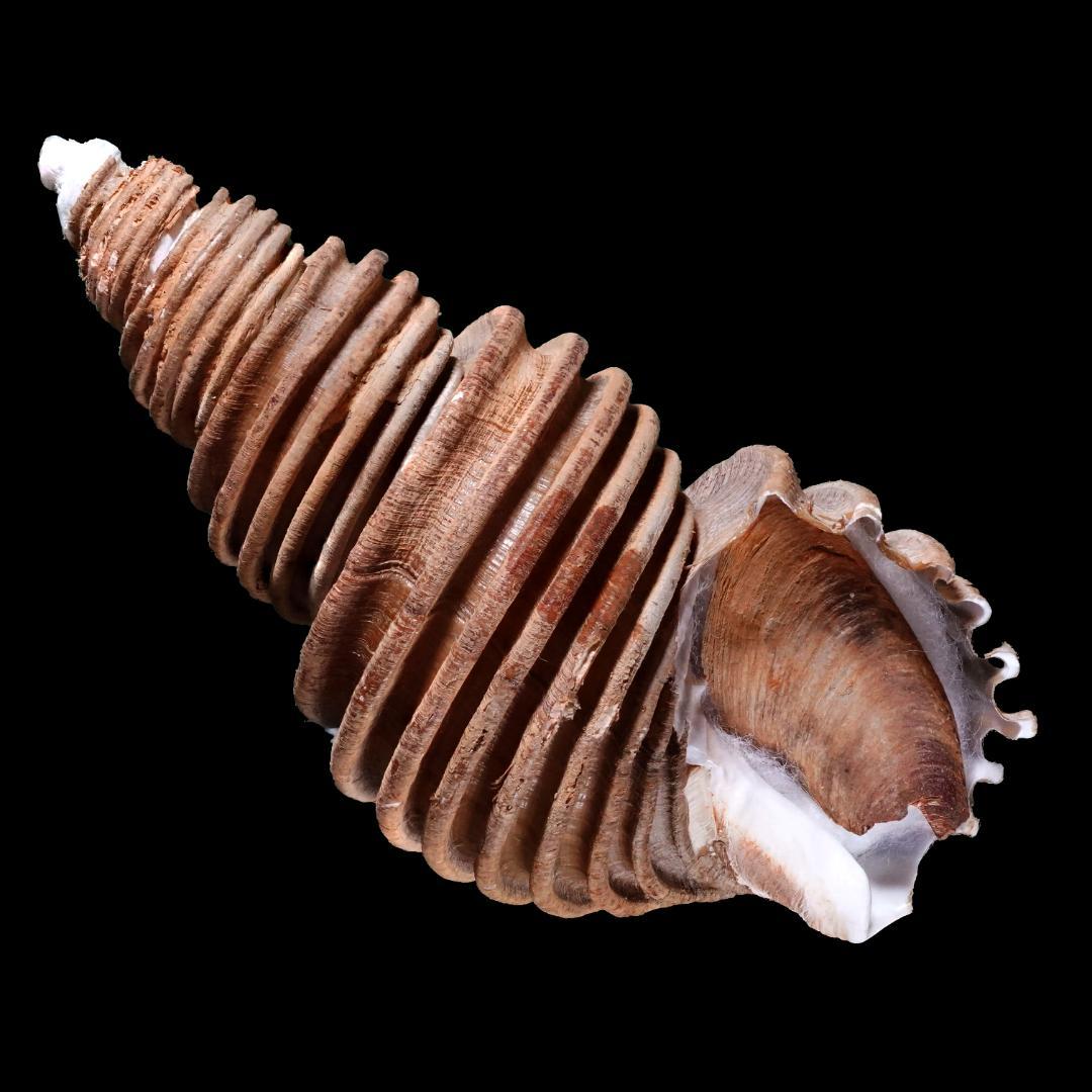 Buccinoidea-0174 ワダチバイ-11蓋付美品 千島産 貝 貝殻 - メルカリ