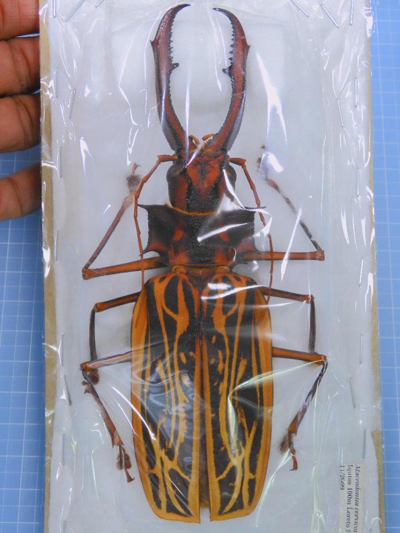 タイタンオオウスバカミキリ - Wikipedia ペルー産 オオキバウスバ