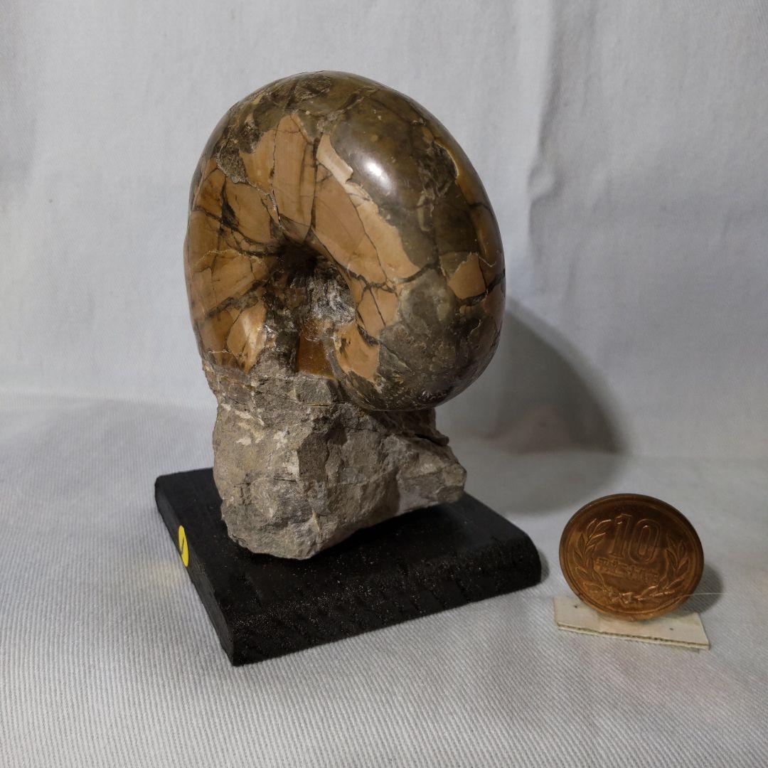 北海道三笠産異常巻きアンモナイト群生化石 プレスリリース]北海道羽幌