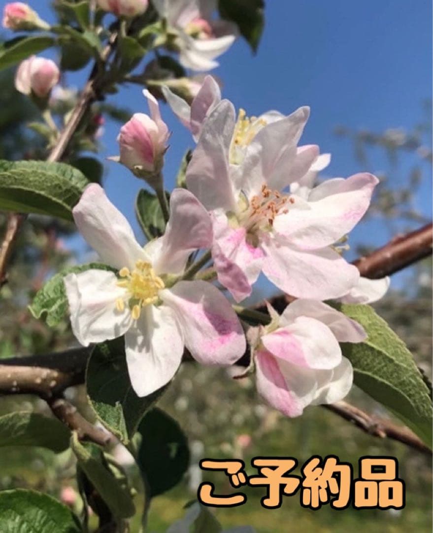 かじり木 予約専用品 バードパレスかじり木ぼっくり│マルカンの製品一覧｜ペット用品なら