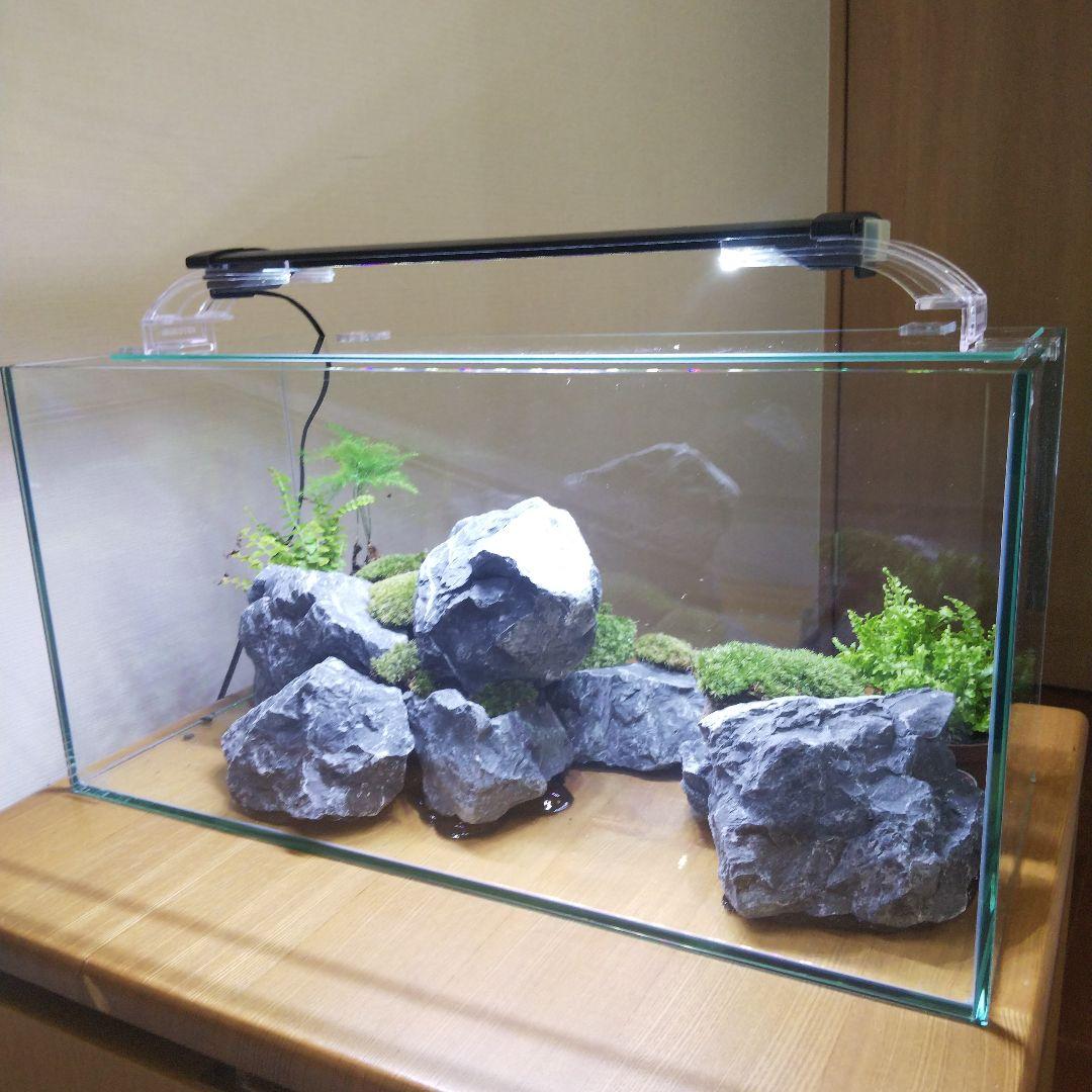 完成品】アクアテラリウム イモリウム 苔テラリウム 受注生産】60