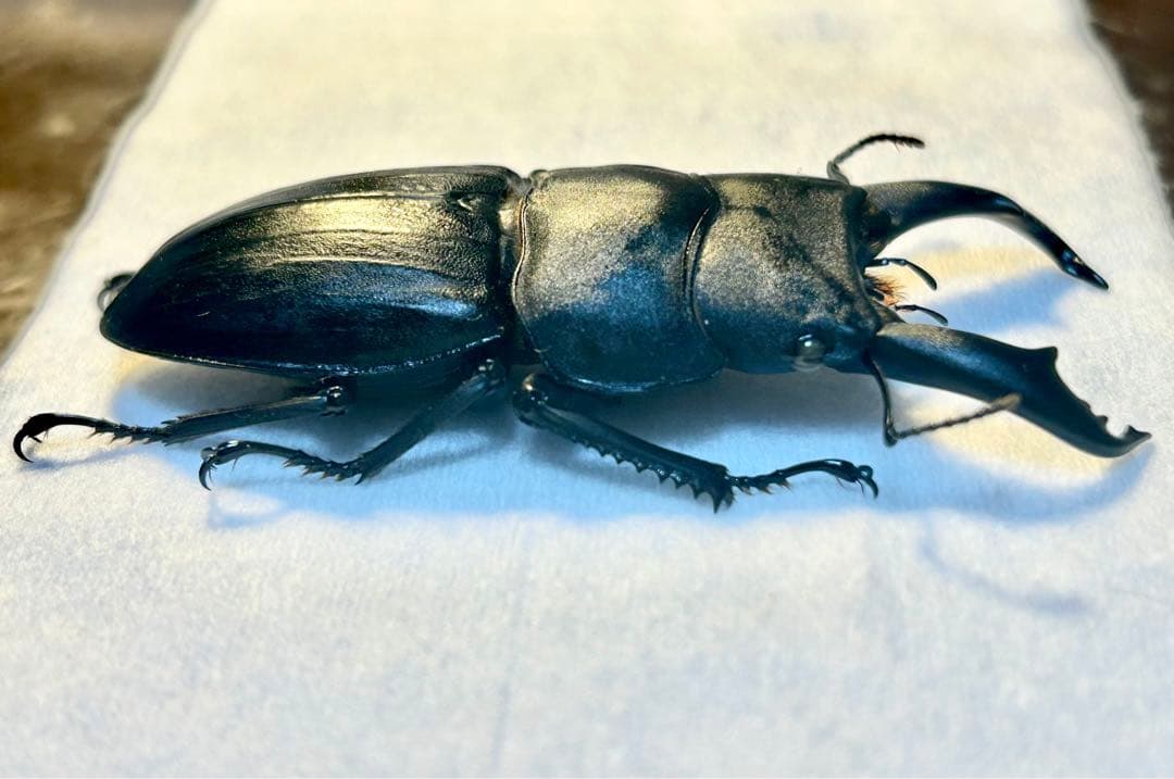 ⭐️⭐️⭐️スジブトヒラタ大型♂標本⭐️⭐️⭐️