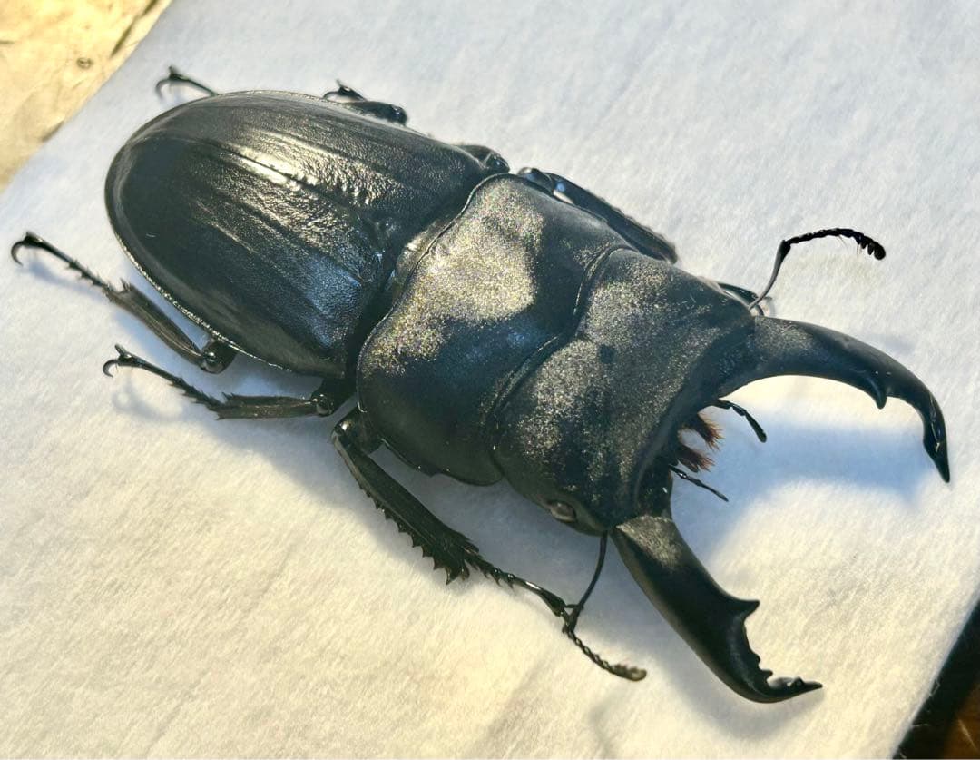 ⭐️⭐️⭐️スジブトヒラタ大型♂標本⭐️⭐️⭐️