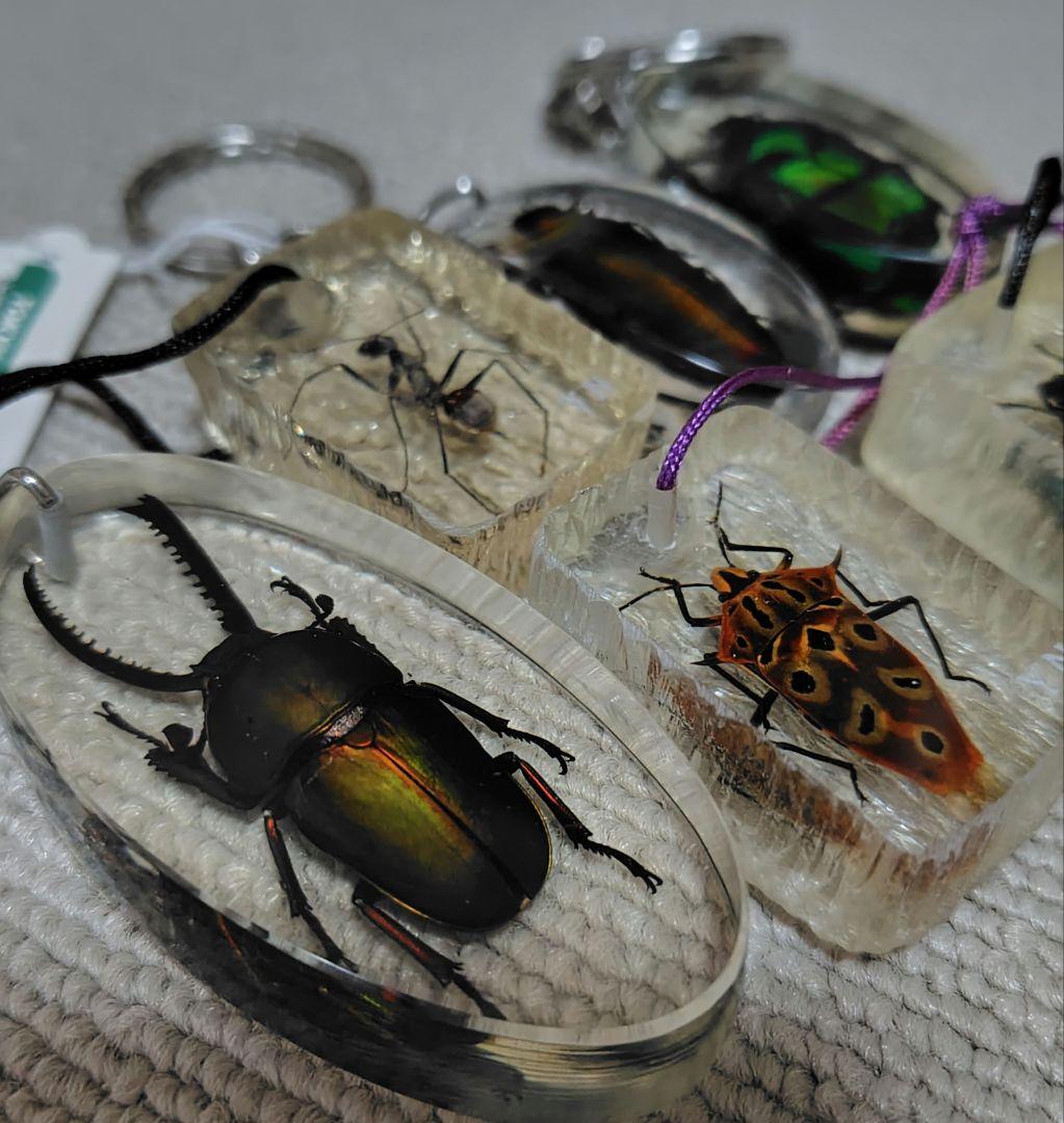 昆虫標本キーホルダー