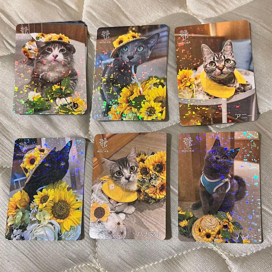 猫カフェmocha にゃんずトレカ　ひまわりと夏の思い出　吉祥寺店