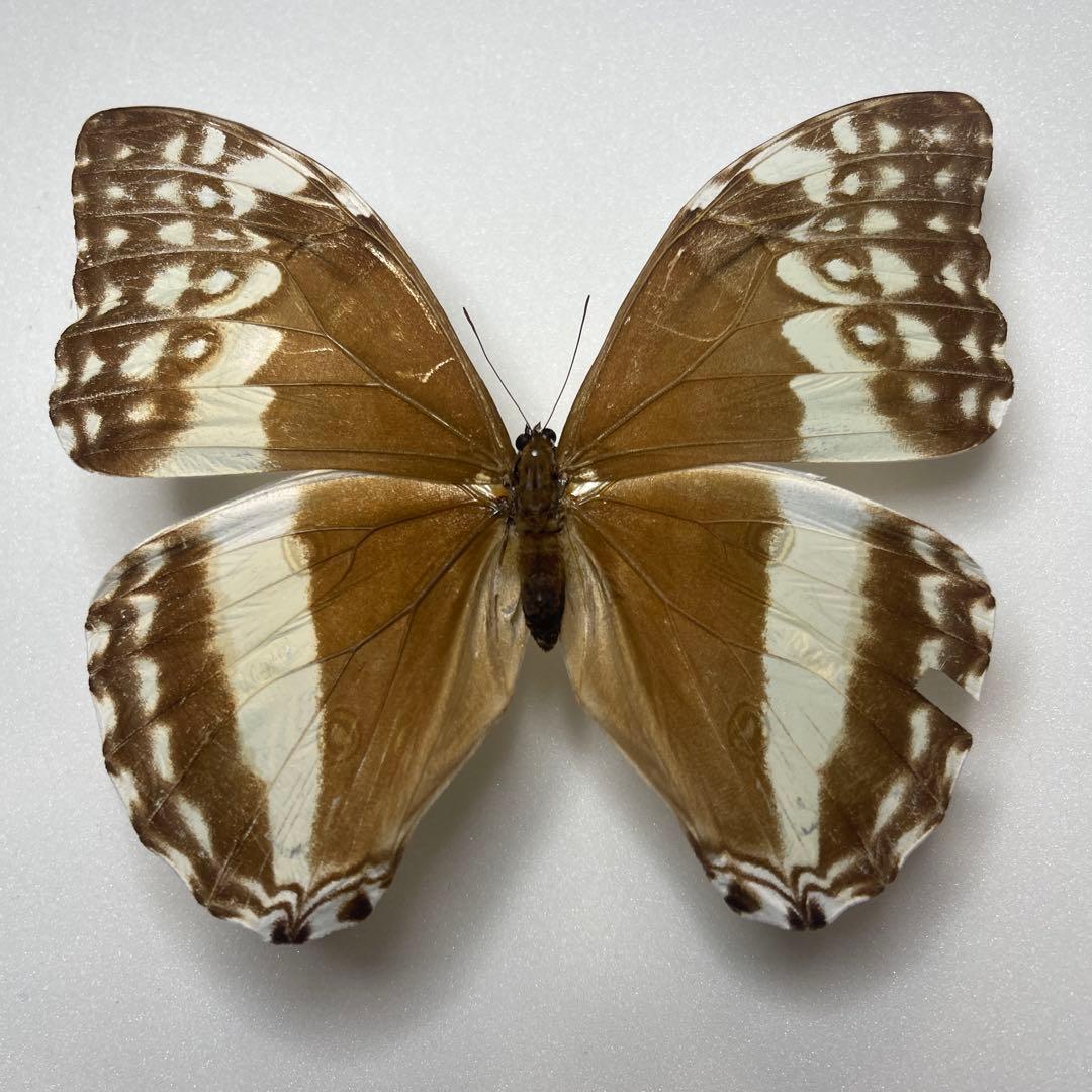 モルフォ蝶adanis huallaga adonis.jpg