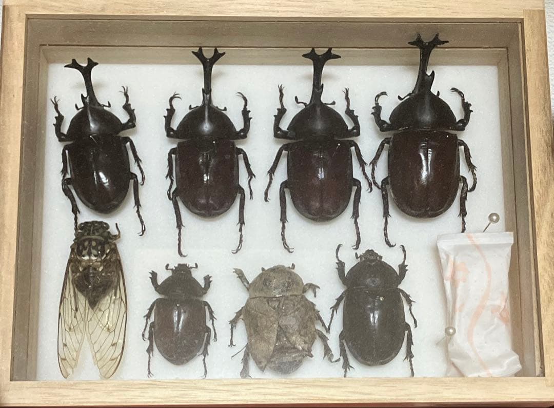 昆虫標本カブトムシのオス4メス3セミ1 カブトムシ オス メス 標本 ケース付き 早い者勝ち！ カブトムシ オス