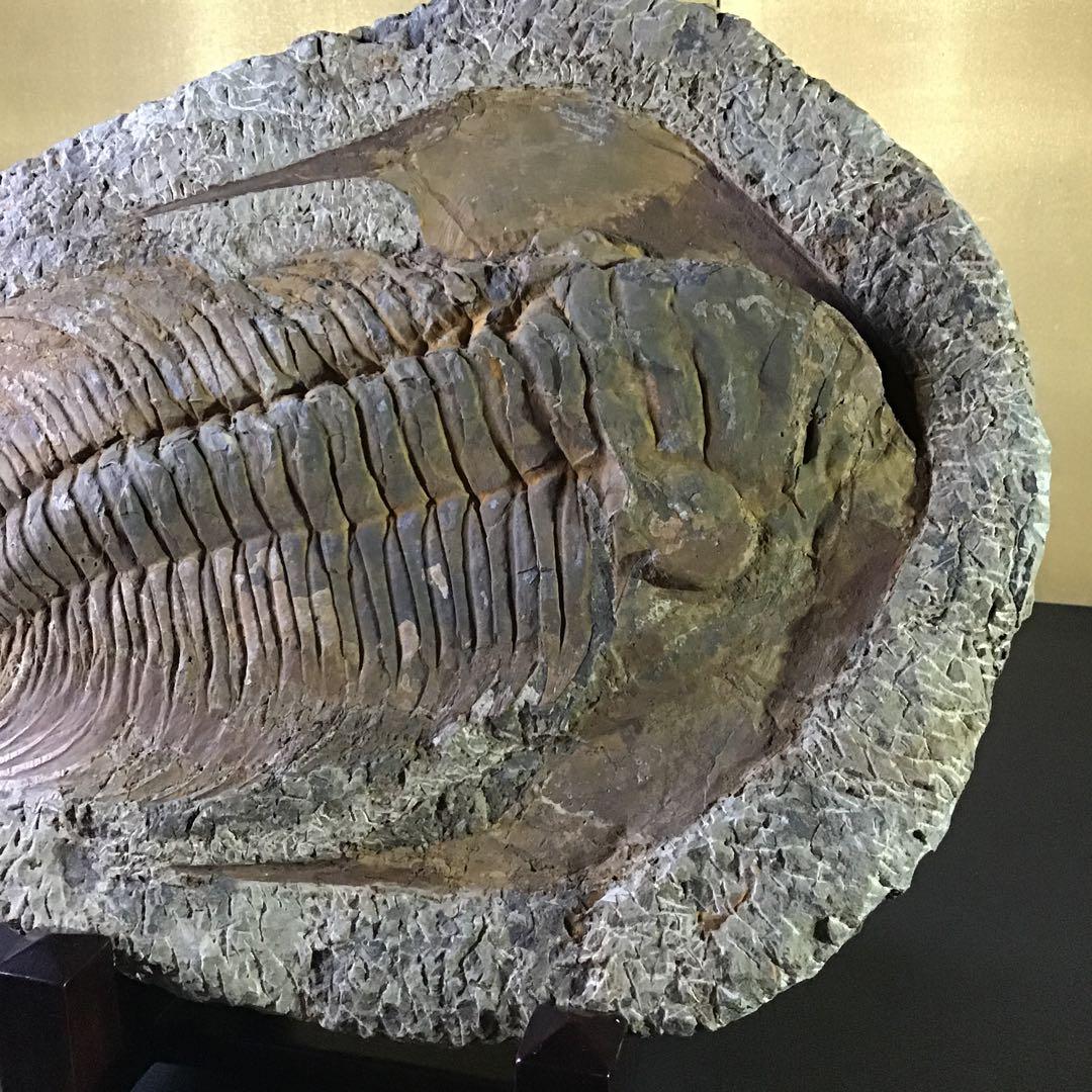 特大￼w 35㎝4kg 三葉虫化石￼ 古生代の重要な示準化石