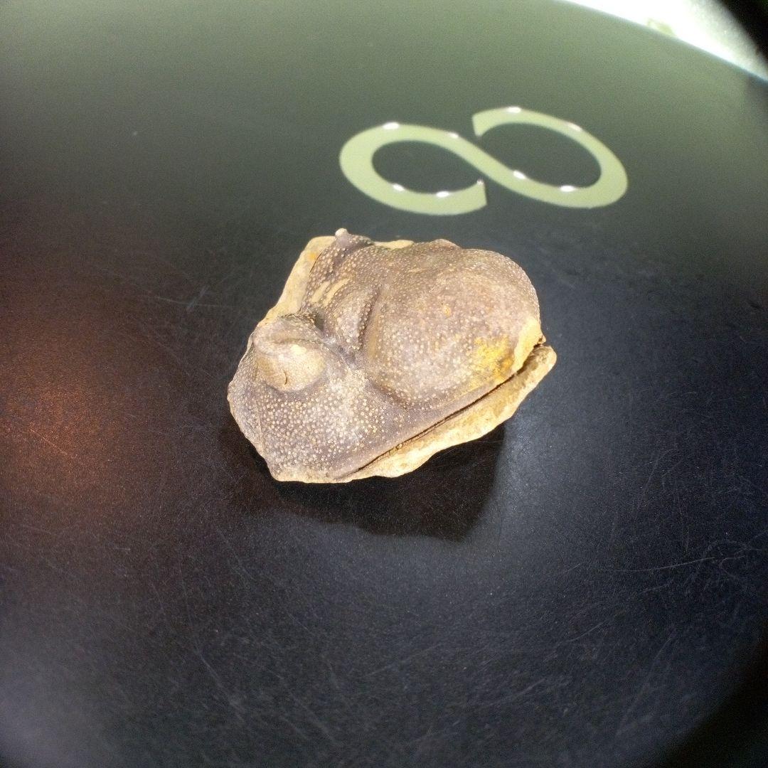 三葉虫　南米産　化石　fossil　ボリビア産　trilobite　南米化石郡⑦ 三葉虫 化石 fossil ボリビア産 trilobite 南アメリカ化石郡④