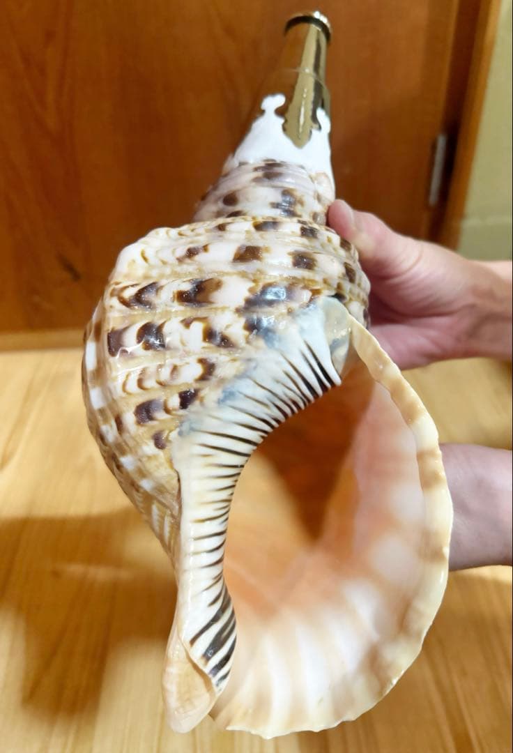 コンパクト修験道法螺貝 山伏 密教 魔除け 熊よけ❣️ほら貝 ホラガイ