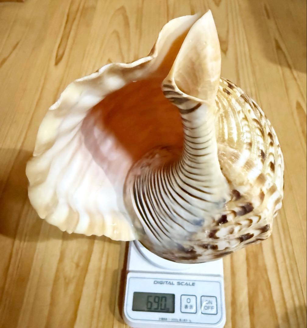 コンパクト修験道法螺貝 山伏 密教 魔除け 熊よけ❣️ほら貝 ホラガイ