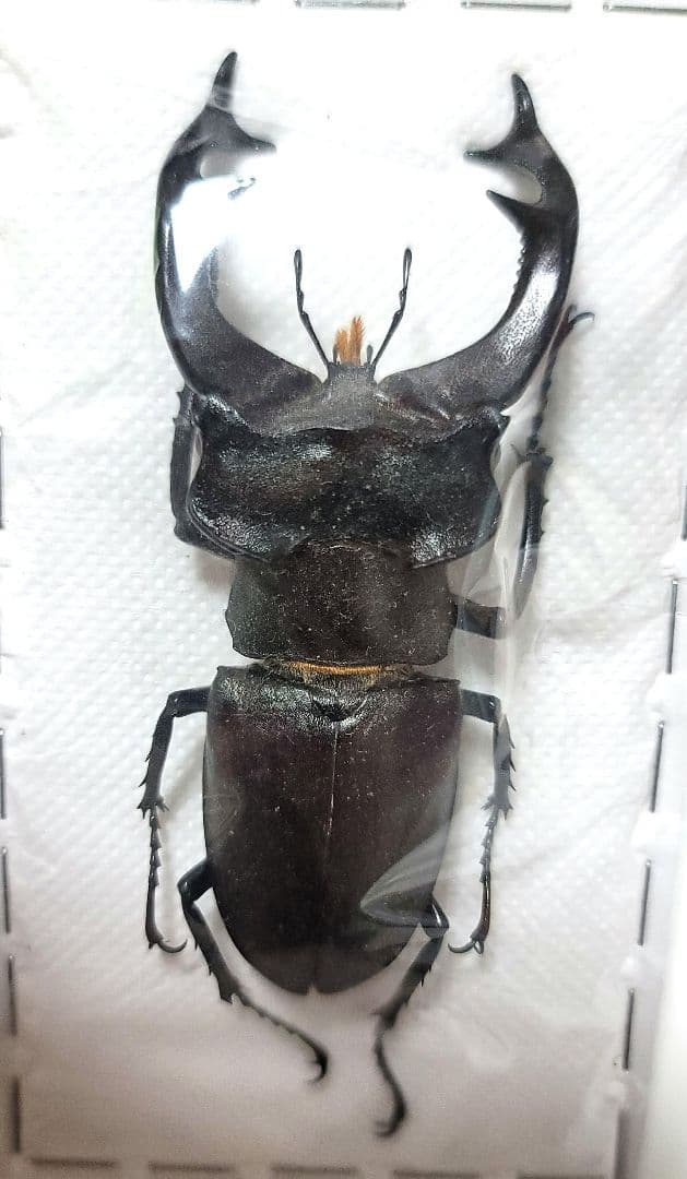 ペルー産 巨大コロギス ペア 60-98mm