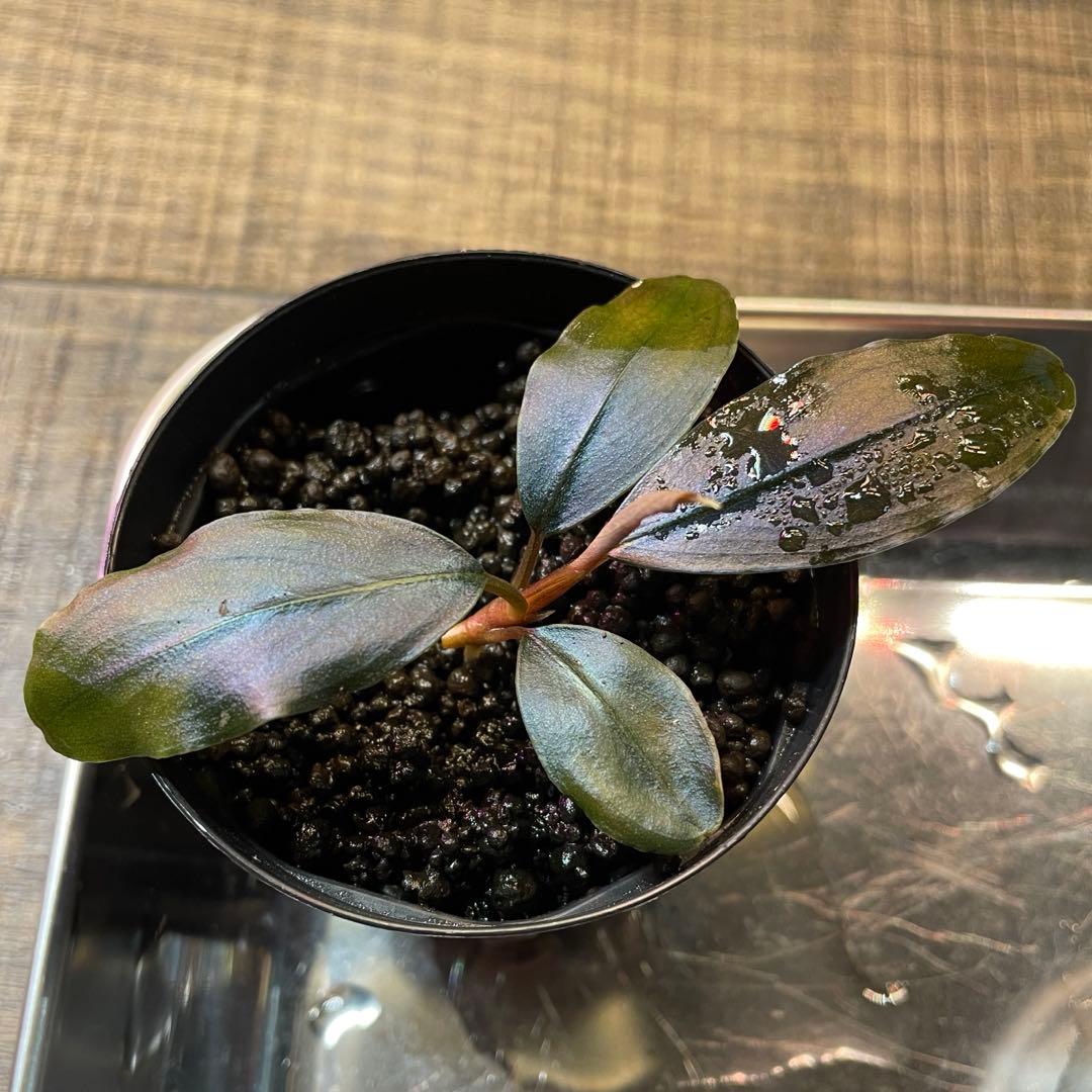 ブセファランドラsp.Rainbow shine レインボーシャイン水上葉