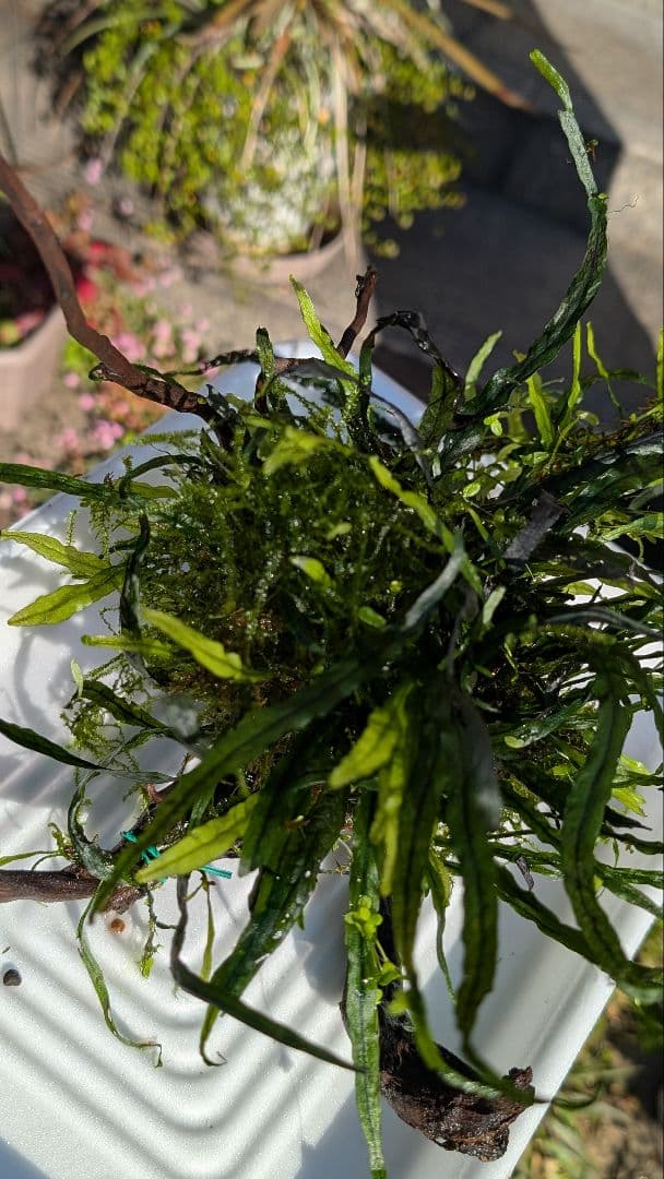 ミクロソリウム本ナロー大株、ウィーピングモス自然活着のとても特徴が