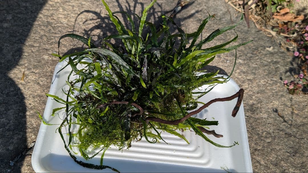 ミクロソリウム本ナロー大株、ウィーピングモス自然活着のとても特徴が