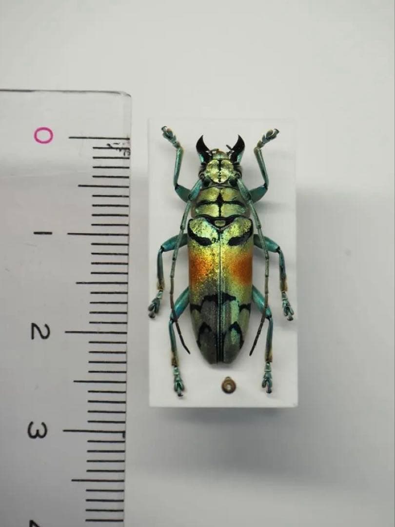 インドネシア ホウセキカミキリの仲間（すれ欠け無し） - メルカリ