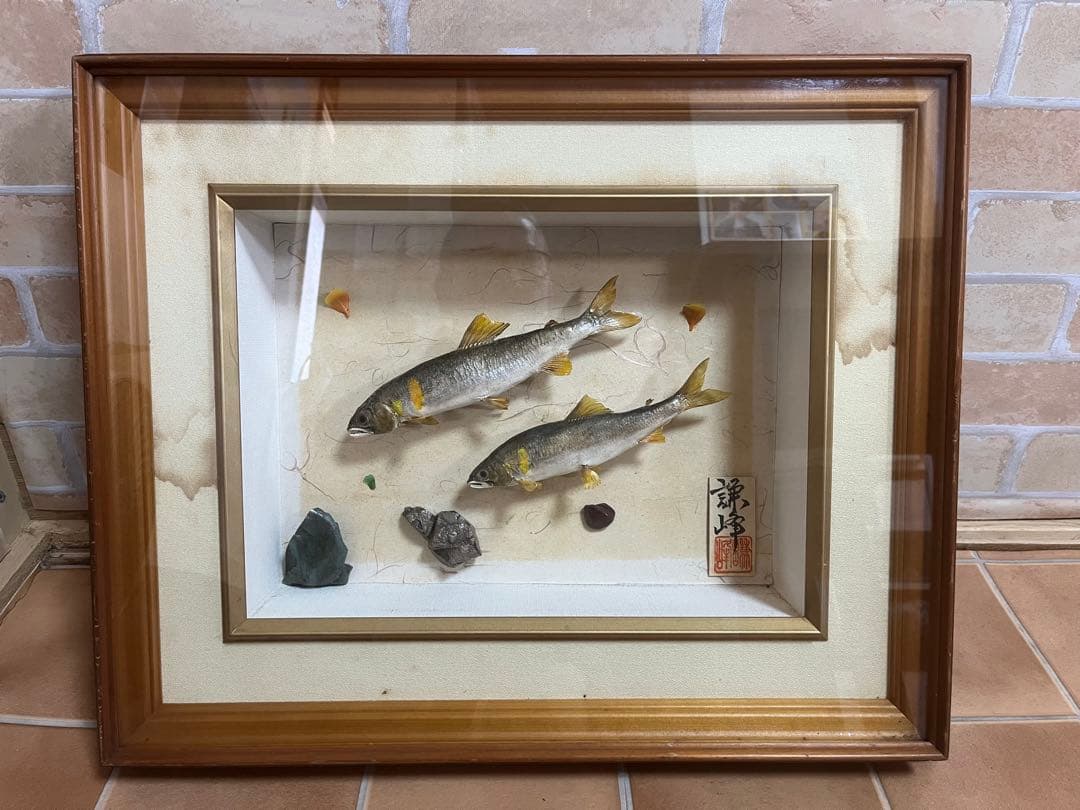 アユ　鮎の剥製　壁掛け