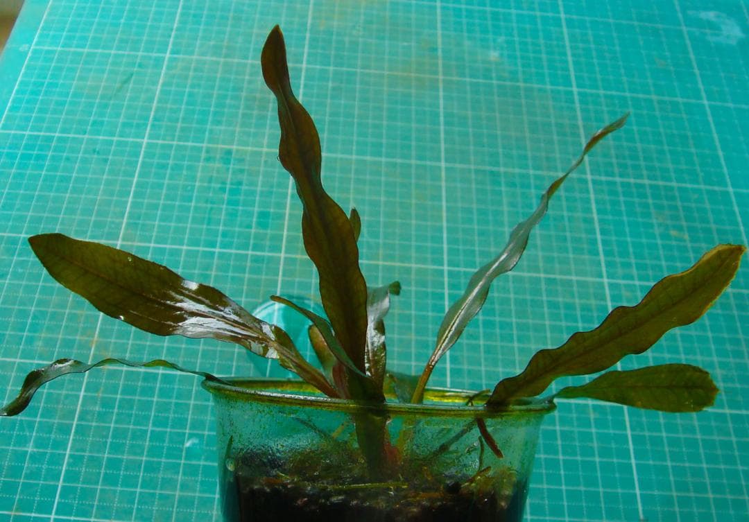 タ*ツ様 エキノドルス ホレマニー ブラッドレッド