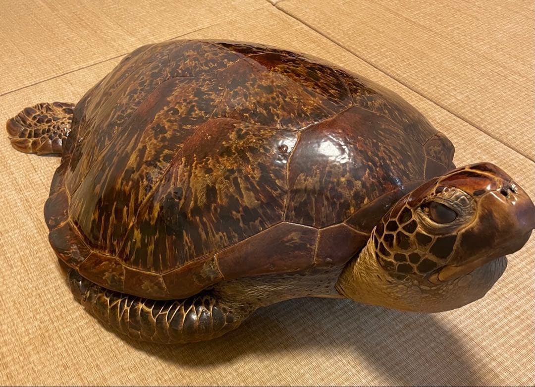 希少】アオウミガメ 剥製 大きめ「国際希少野生動植物登録票」あり