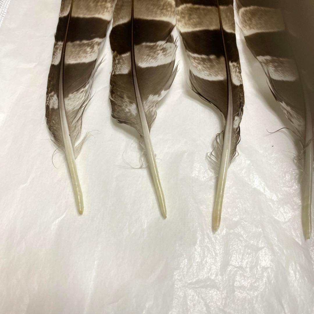 ハンドメイド　リメイク　飾り　インテリア　弓道　羽　替え羽　猛禽類　鷹の羽根