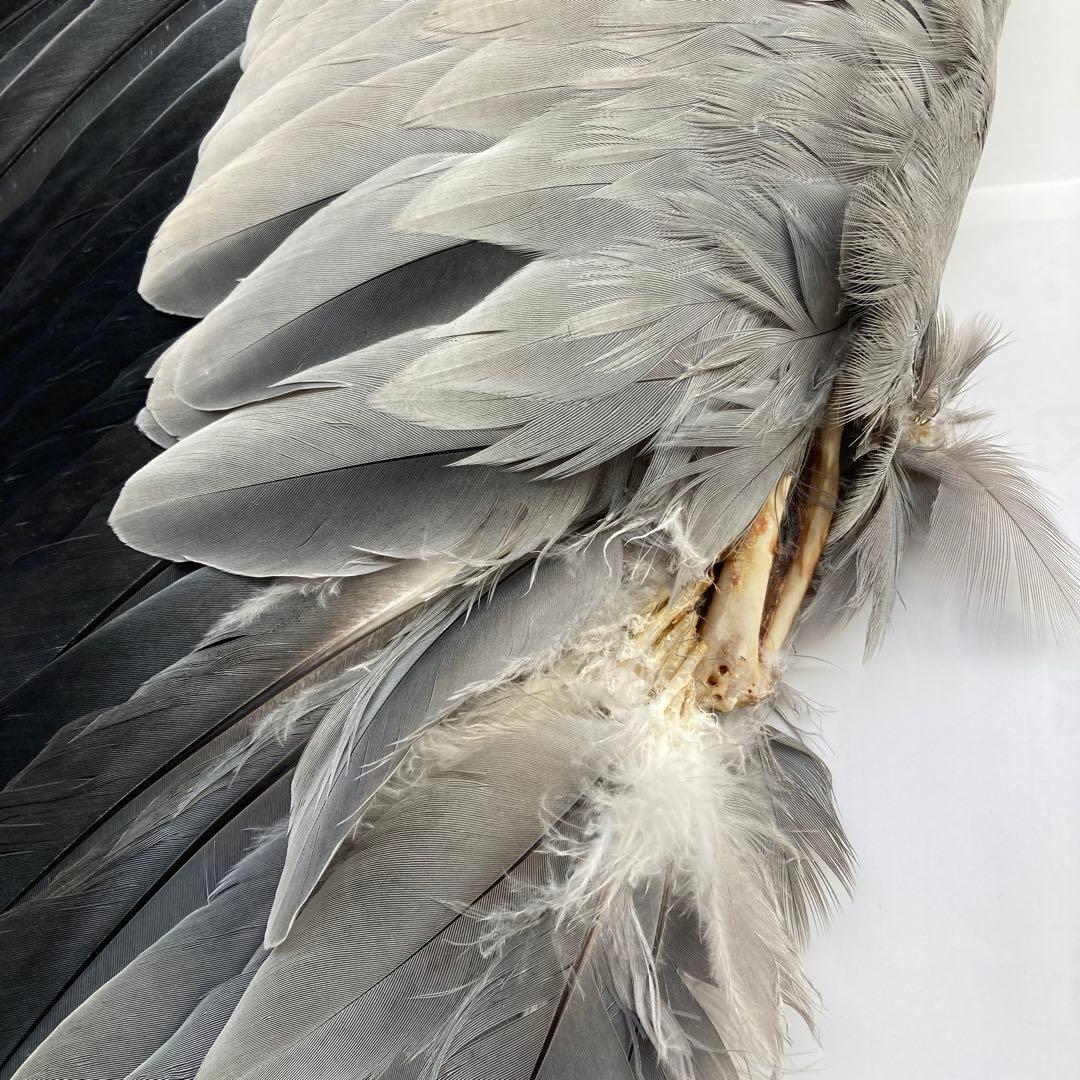 アオサギの翼標本と尾標本 鳥の羽根 - メルカリ