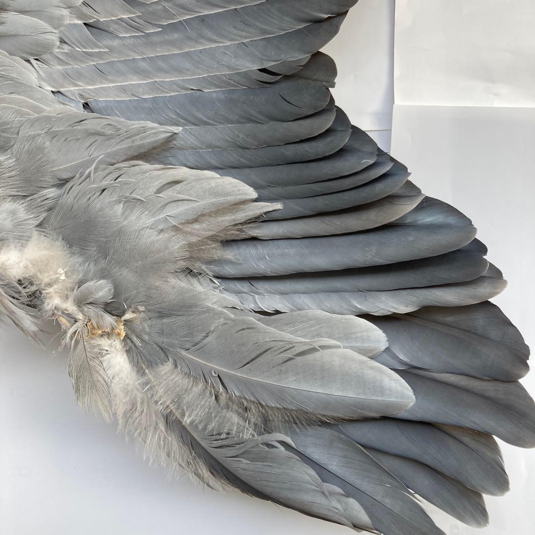 アオサギの翼標本と尾標本 鳥の羽根 - メルカリ