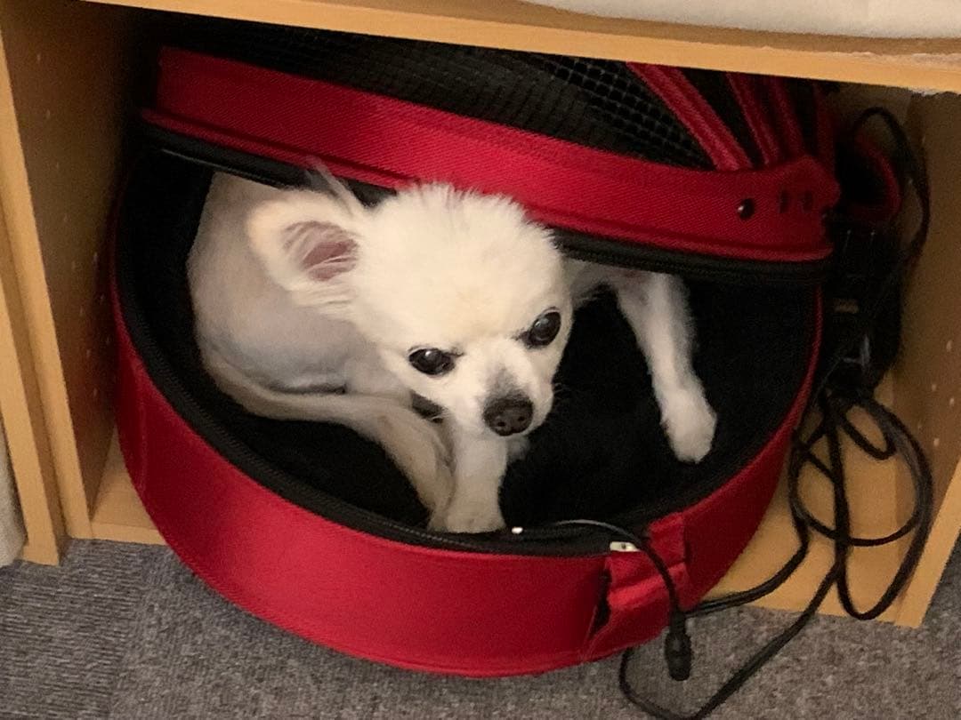 sleepypod 赤色 キャリーバッグ ・ウォーマー 付き犬•猫用