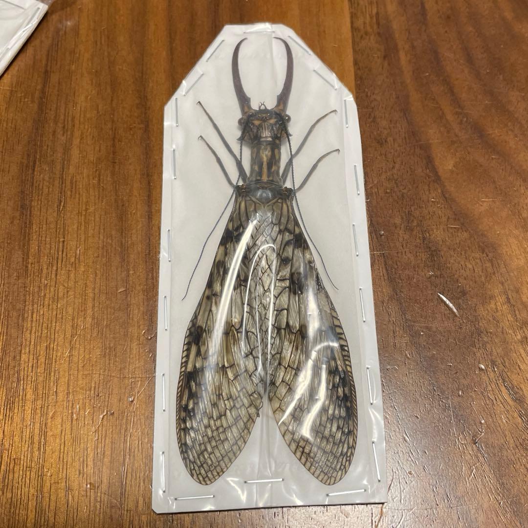 オオキバヘビトンボ 標本