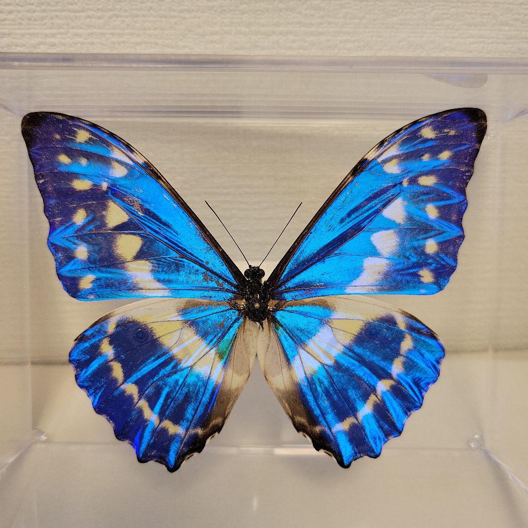 希少標本野外品マダガスカルチャイロミノケブカゾウムシ