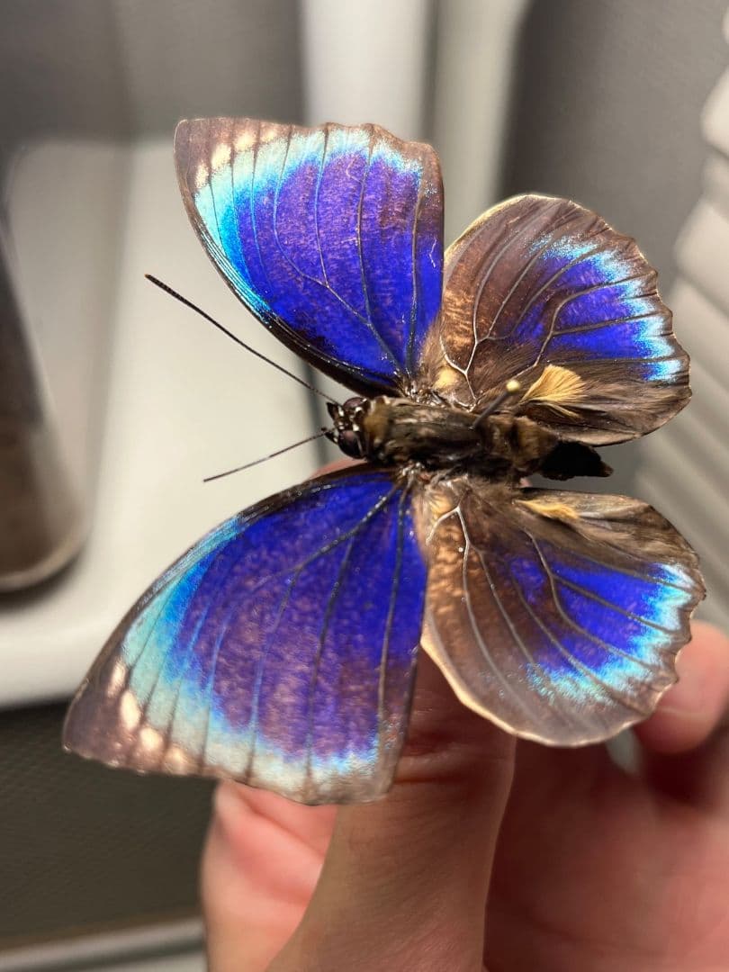 アグリアスファルキドンファルキドン ♂ 蝶標本 昆虫 標本 Agrias