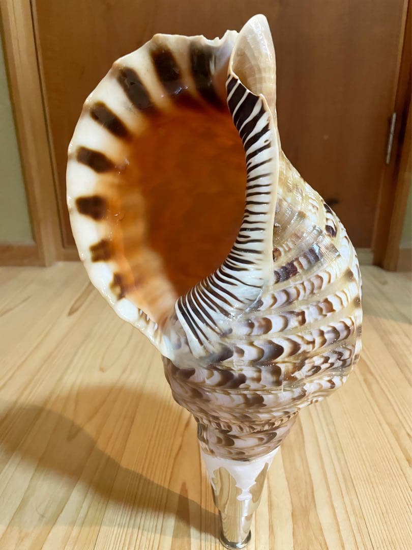 修験道法螺貝 山伏 密教 魔除け 熊よけ❣️ほら貝 ホラガイ