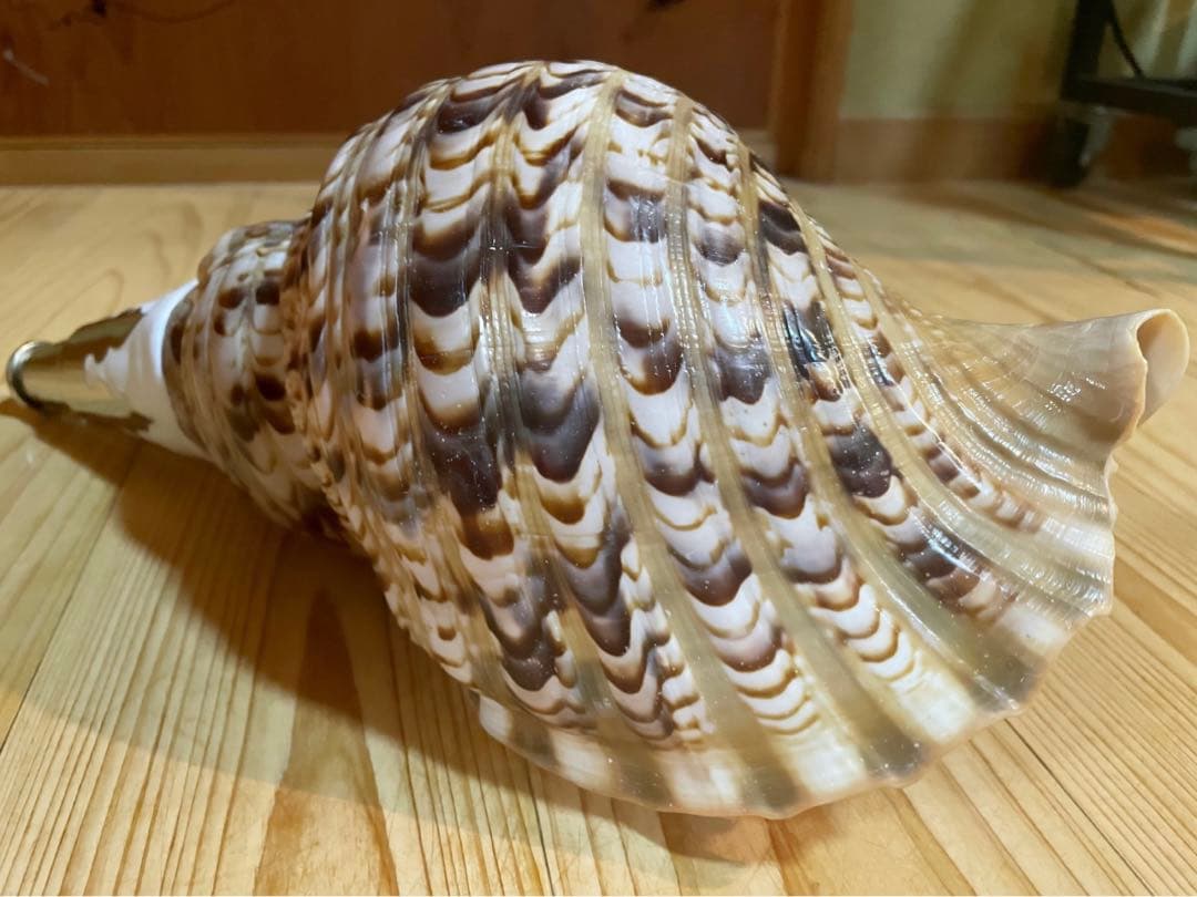 修験道法螺貝 山伏 密教 魔除け 熊よけ❣️ほら貝 ホラガイ